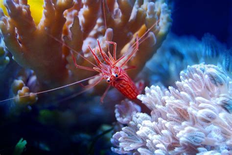 Saltwater Aquarium Shrimp For Your Reef Tank Maryland Aquarium Design