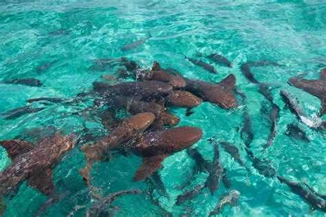 Worlds Most Stunning Snorkel Spots Easy Planet Travel