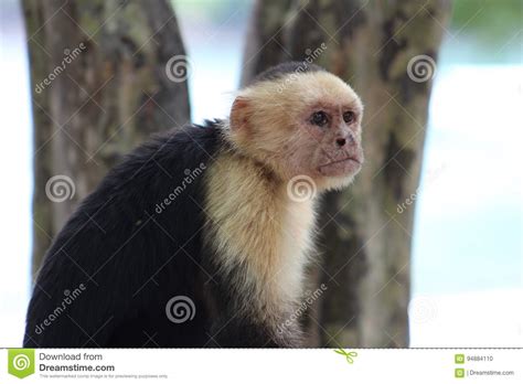 White Headed Capuchin Monkey Stock Photo Image Of Animals Monkeys