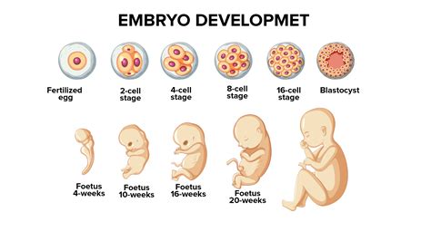 Organogenesis Phase Stages Of Embryonic Development Process Outline