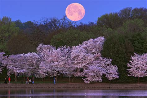 Beautiful Cherry Blossoms 15 Photos
