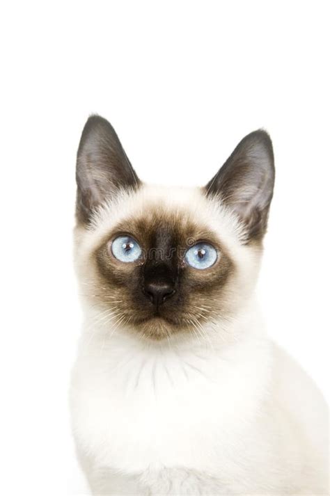 Siamese Cat Face Stock Photo Image Of Breed Cute Background 8526868