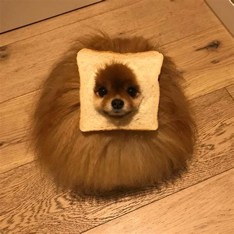 The Internet Is Loving ‘inbread Animals And Here Are The 30 Funniest