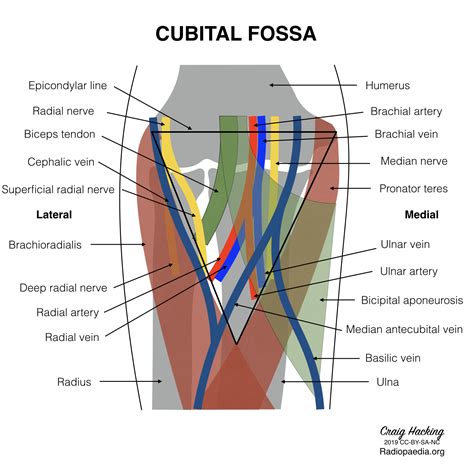 Cubital Fossa Diagram Image