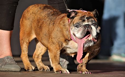 An English Bulldog Named Zsa Zsa Wins Worlds Ugliest Dog