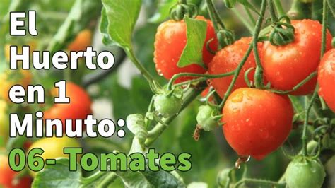 Cuando Plantar Tomates En Huerto Actualizado Octubre 2023