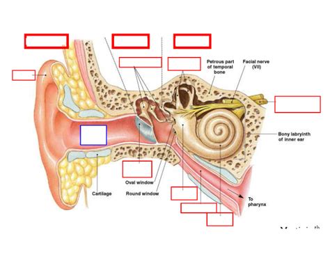 Check important biology diagrams for cbse class 10 exam 2020. labeling the ear
