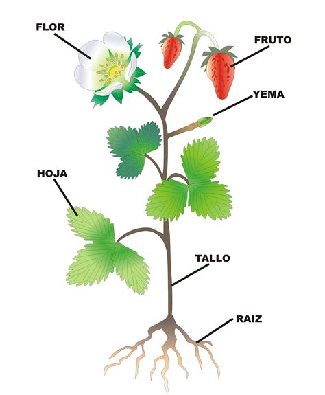 Cuáles son las partes de una planta Respuestas Tips