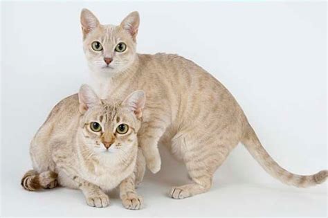 Australian mists were originally known as spotted mist cats. Cat breeds: Australian Mist Cat Characteristics and ...