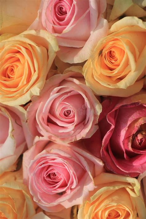 Pastel Roses Stock Image Image Of Bouquet Macro Flowers 19048055