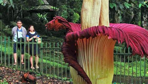 Dan bunga raflesia mendapat keuntungan sebab dibantu proses penyerbukannya oleh lalat. Simak! 40+ Gambar Tanaman Bunga Bangkai yang Banyak Dicari ...