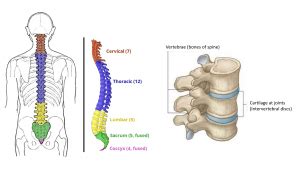 This spinal column provides the main support for your body allowing you to stand upright bend and twist while protecting the spinal. Back bone structure