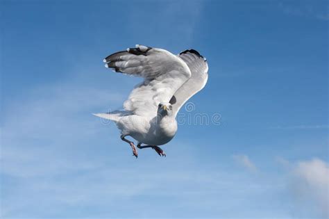 Adult European Herring Gull Flying Against A Blue Sky Stock Image