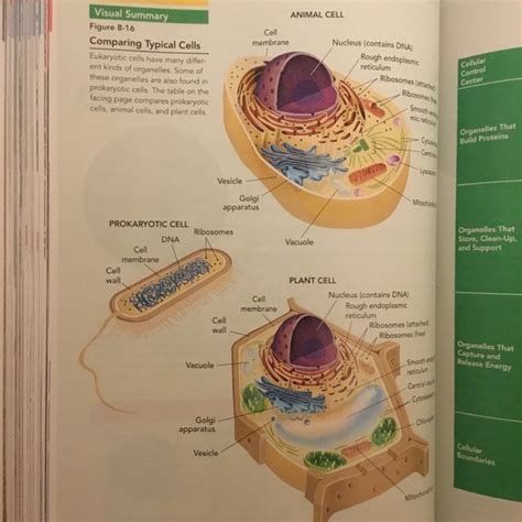 Animal cell wall vs plant cell wall. Do animal cells have cell walls? - Quora