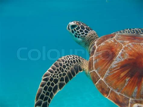 Sea Turtle Swimming In Clear Blue Water Stock Photo