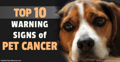 You need to make an appointment with the vet if that is the case. Four Common Types of Pet Cancer