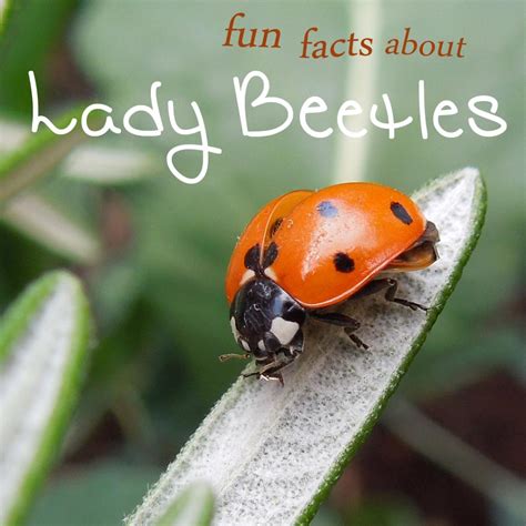 Fun Facts About Ladybugs Home Grown Fun