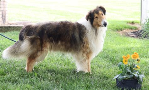 Akc Registered Collie Lassie For Sale Fredericksburg Oh Male Bings