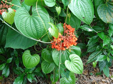 Invasive Exotic Plant Species List