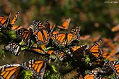 Sembrando plantas de algodón podrías ayudar a salvar a las mariposas ...