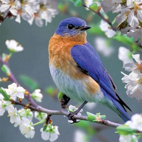 Beautiful Bluebird Birds Beautiful Birds