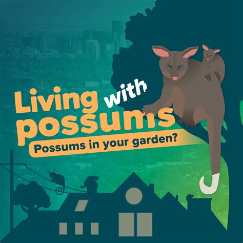 Simple Steps To Deter Possums From Your Garden Green Adelaide