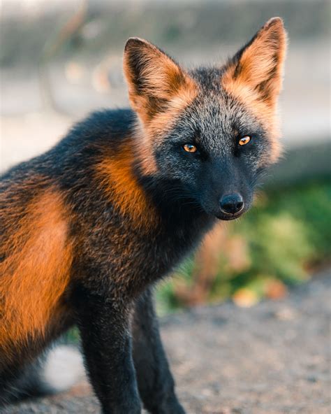 Let These Photos Take You Inside The Life Of A Cross Fox