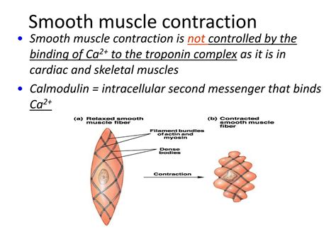 Ppt Smooth Muscle Powerpoint Presentation Free Download Id8834739