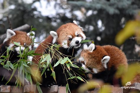 Red Panda Cubs Make Their Debut At The Calgary Zoo Calgary