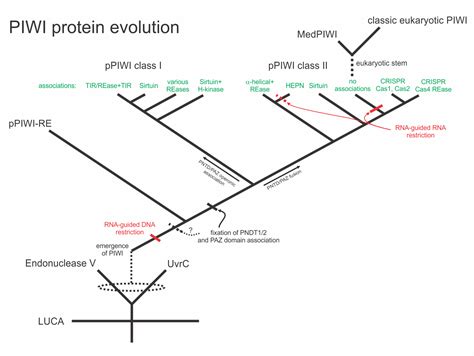 Research Highlights Of The Aravind Group Piwi Domain Evolution