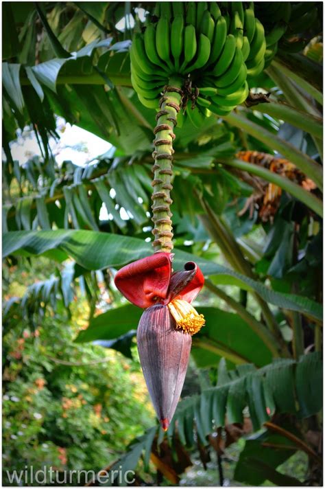 5 Top Health Benefits Of Banana Flower Banana Blossom Wildturmeric