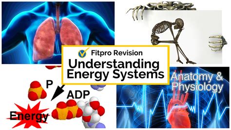 Anatomy And Physiology Test Revision Energy Systems