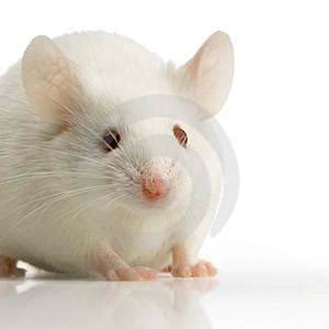 May 31, 2021 · saat mengambil gambar, mengedit, sampai dapat dinikmati oleh banyak orang setiap karakter disney tentunya telah melewati banyak proses. BIOLOGI I: Laporan Praktikum Anatomi Fisiologi Hewan ...
