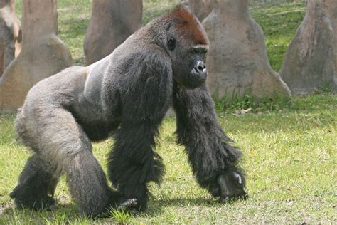 Gorillas Are The Kings Of The Jungle Cool Kid Facts