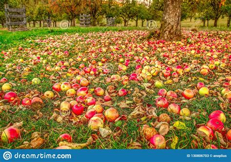 Autumn In The Apple Garden Stock Image Image Of Agricultural 130806703