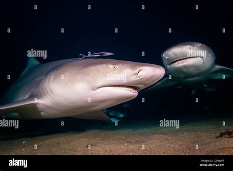 Lemon Sharks Schooling Stock Photo Alamy