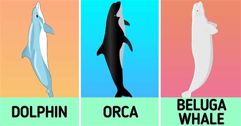 What The Difference Between Dolphins Orcas And Beluga Whales Is 5