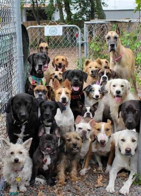 A community for 12 years. A Group Shot - funnydogsite.com