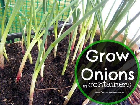 Grow Onions In Containers Preparednessmama