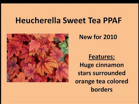Heucherella Sweet Tea Youtube