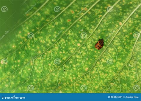 A Little Bug On Green Leaf Stock Image Image Of Gentle 123345531