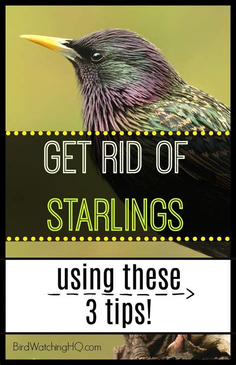 4 Proven Ways To Get Rid Of Starlings Today 2022 Bird Repellents Garden Bird Feeders