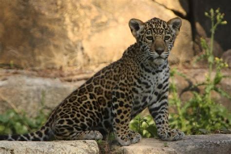 Baby Jaguar And His Mother 25 Pics