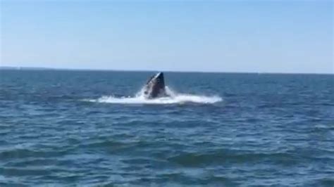 Whale Spotted In Long Island Sound