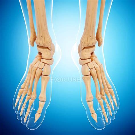 Human Foot Bones Structural Anatomy — Human Leg Front View Stock