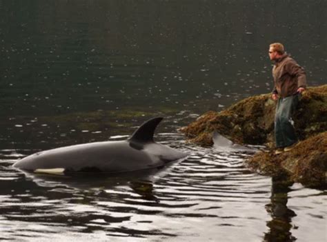 Fishermen Save Orca Stranded On Rocks Outdoorhub