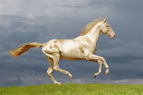 15 Most Beautiful Horse Breeds In The World Equestrian Space