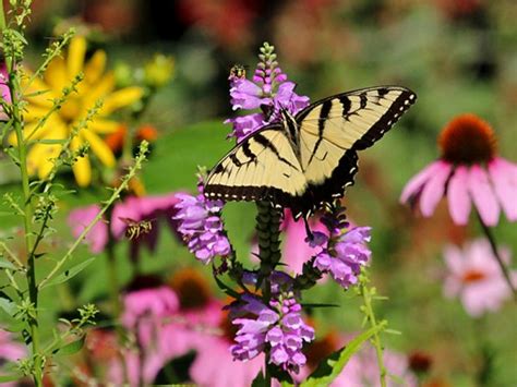 Butterflies And Wildflowers Spring Blooms In The Sonoran Desert My