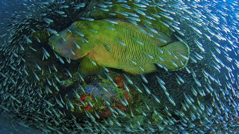 Underwater Photos Ocean Big Fish In The Company Of A