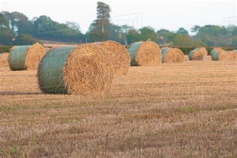 Round Hay Bales In A Field Ireland Stock Photo Dissolve